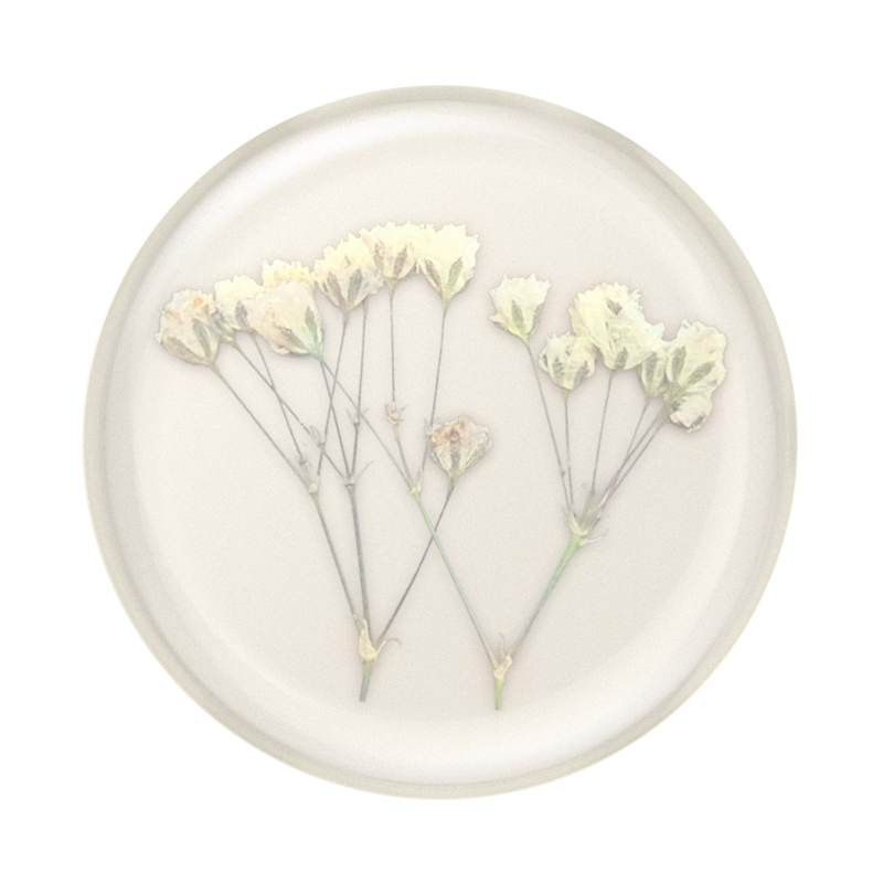 Babys Breath Pressed Flower PopGrip